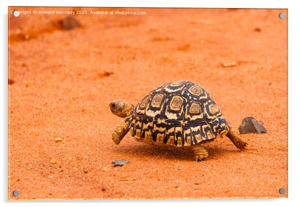 Leopard Tortoise running Acrylic by Howard Kennedy