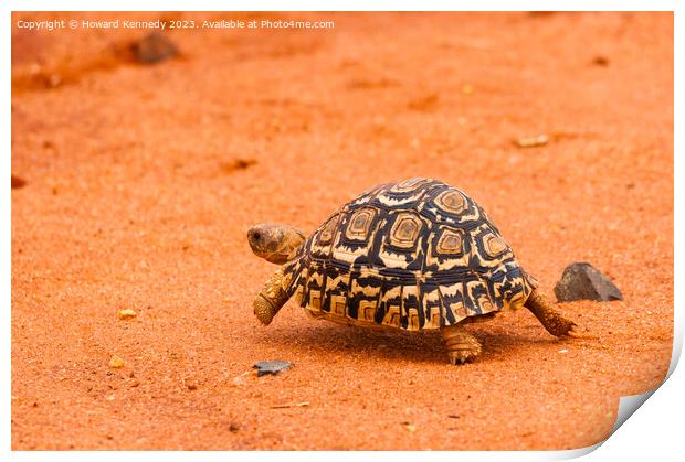 Leopard Tortoise running Print by Howard Kennedy