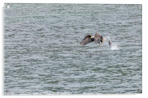 Bald Eagle in Flight with a dropped fish behind, Petersburg, Alaska, USA Acrylic by Dave Collins
