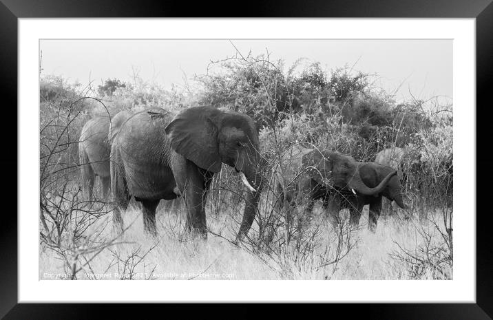 Elephant Family Framed Mounted Print by Margaret Ryan