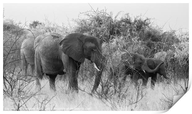 Elephant Family Print by Margaret Ryan