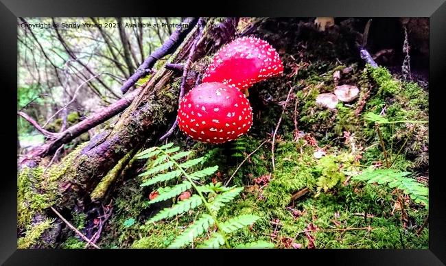 Forest Fungi Framed Print by Sandy Young