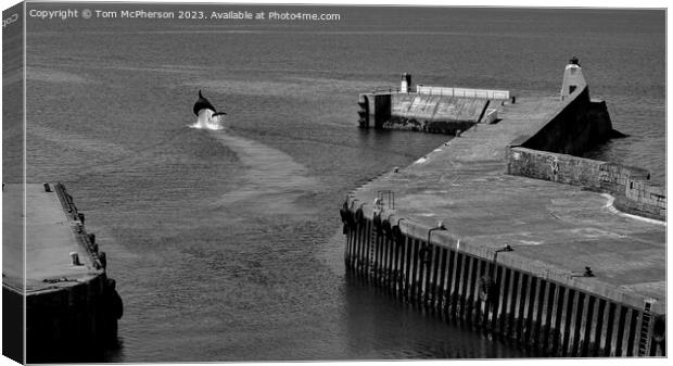 Dolphin at Burghead Harbour Canvas Print by Tom McPherson