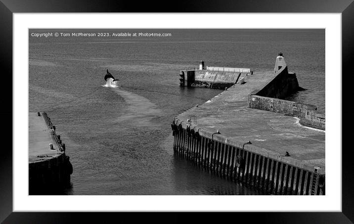Dolphin at Burghead Harbour Framed Mounted Print by Tom McPherson
