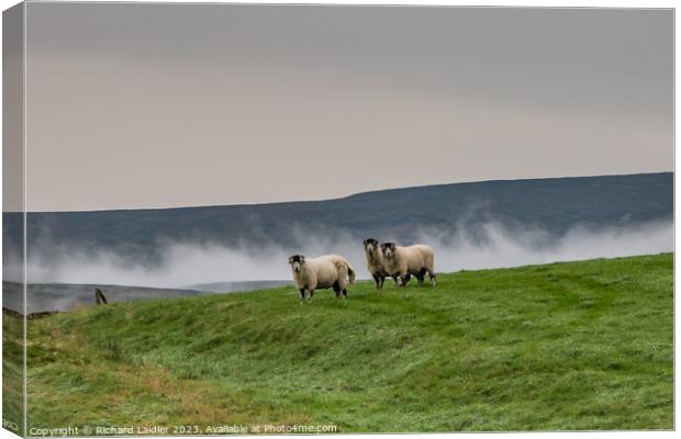 Misty Trio in Ettersgill, Teesdale Canvas Print by Richard Laidler