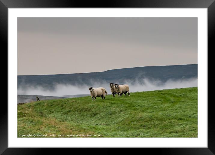 Misty Trio in Ettersgill, Teesdale Framed Mounted Print by Richard Laidler