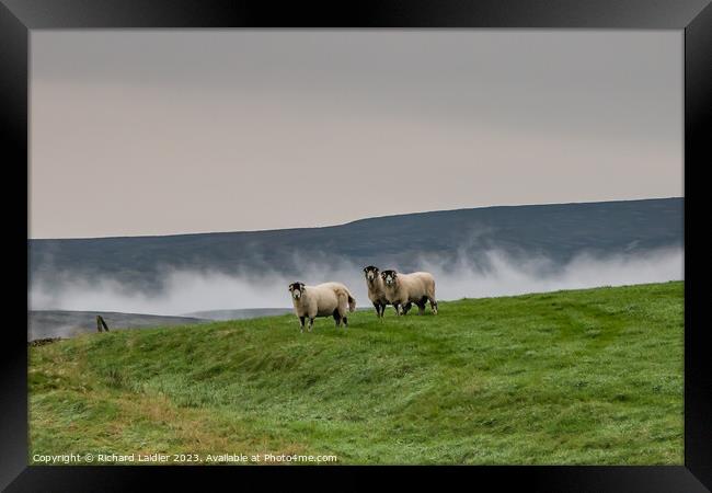 Misty Trio in Ettersgill, Teesdale Framed Print by Richard Laidler