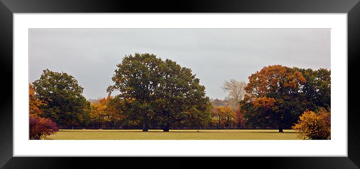 Autumn pastures Framed Mounted Print by Sharon Lisa Clarke