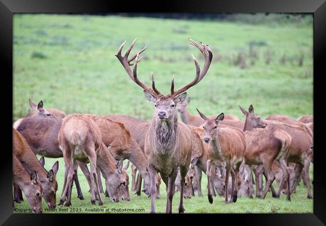 A Red deer stag stood with a herd of hind deers. Framed Print by Helen Reid