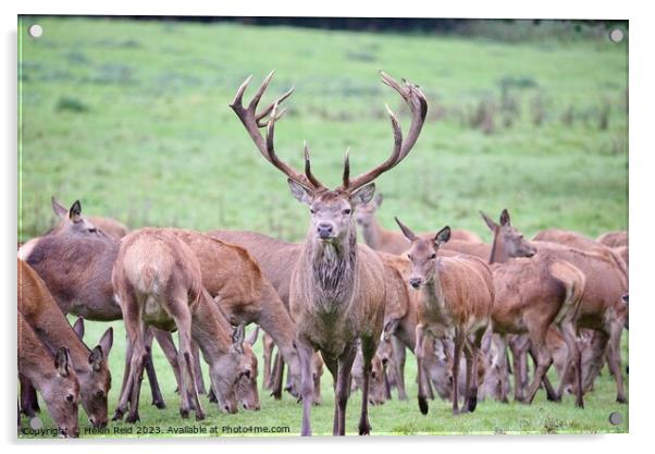 A Red deer stag stood with a herd of hind deers. Acrylic by Helen Reid