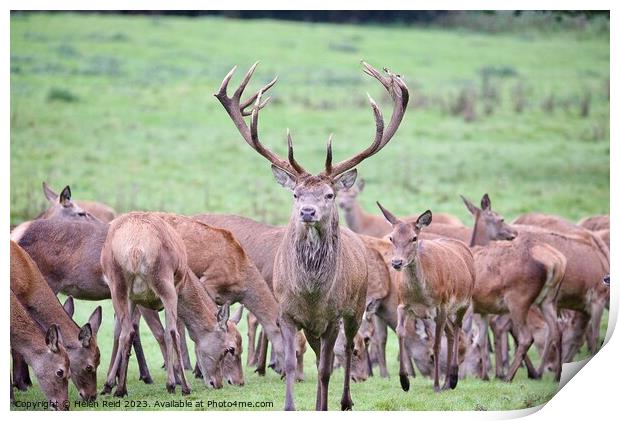 A Red deer stag stood with a herd of hind deers. Print by Helen Reid