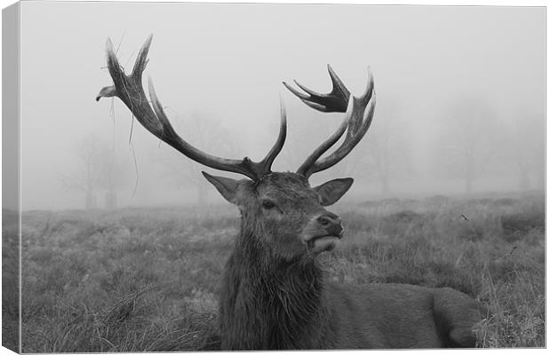 Stag on a foggy day Canvas Print by gavin mcwalter