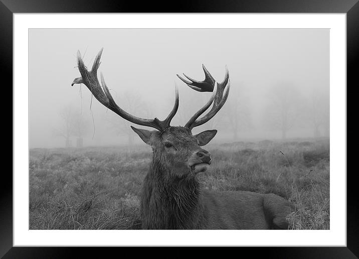 Stag on a foggy day Framed Mounted Print by gavin mcwalter