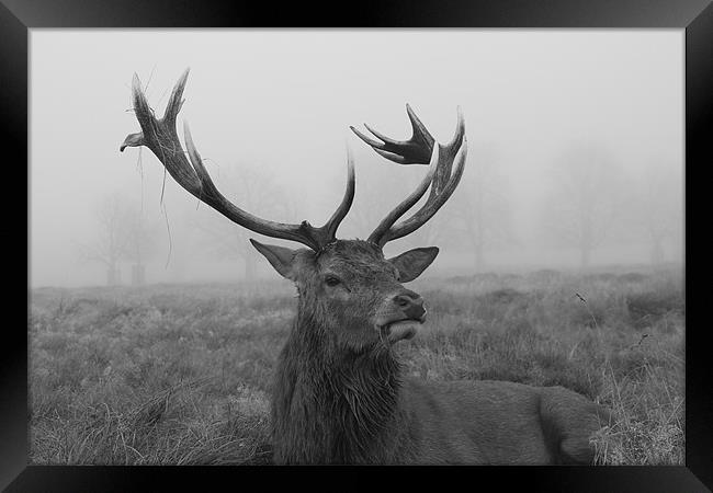 Stag on a foggy day Framed Print by gavin mcwalter