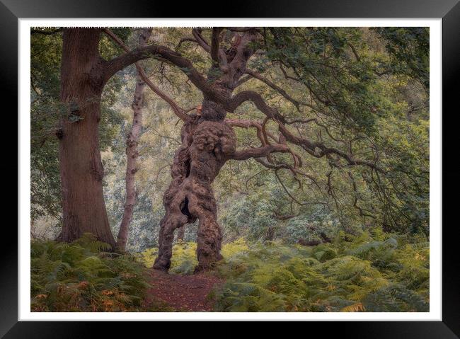 Mr Groot Framed Print by Paul Andrews
