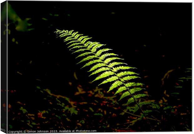 sunlit fern Canvas Print by Simon Johnson
