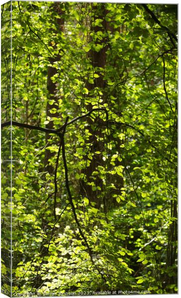 sunlit leaf curtain Canvas Print by Simon Johnson