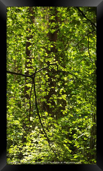 sunlit leaf curtain Framed Print by Simon Johnson