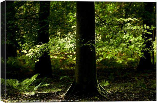 Sunlit leaves and ferns Canvas Print by Simon Johnson
