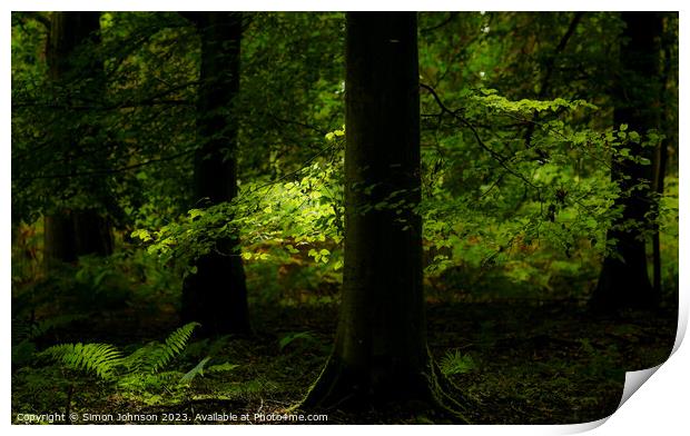 Sunlit leaves and ferns  Print by Simon Johnson