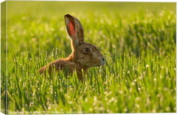 Dew Drop Hare Canvas Print by Janet Marsh  Photography