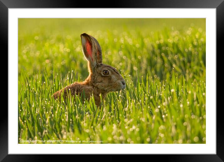 Dew Drop Hare Framed Mounted Print by Janet Marsh  Photography