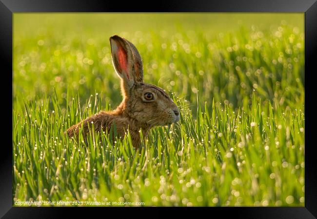 Dew Drop Hare Framed Print by Janet Marsh  Photography