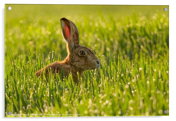 Dew Drop Hare Acrylic by Janet Marsh  Photography