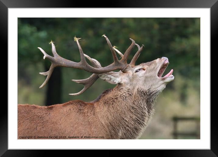 Roaring Red Deer Stag, Tatton Park Framed Mounted Print by Gemma De Cet