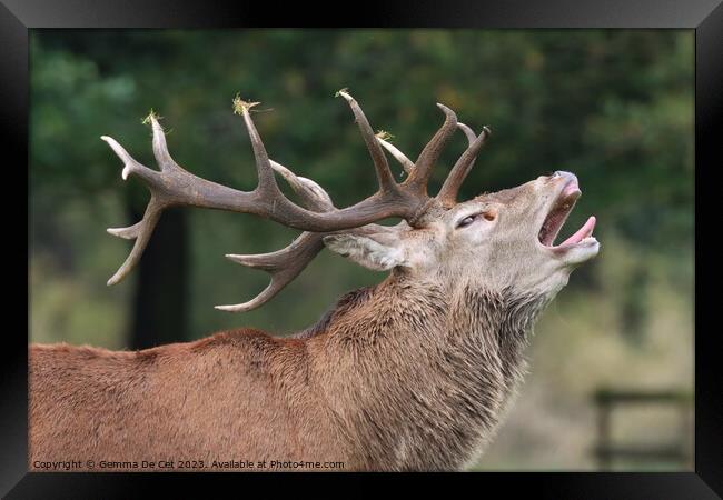 Roaring Red Deer Stag, Tatton Park Framed Print by Gemma De Cet