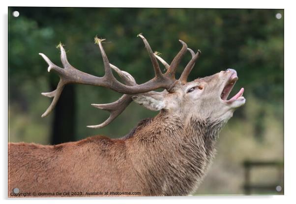 Roaring Red Deer Stag, Tatton Park Acrylic by Gemma De Cet