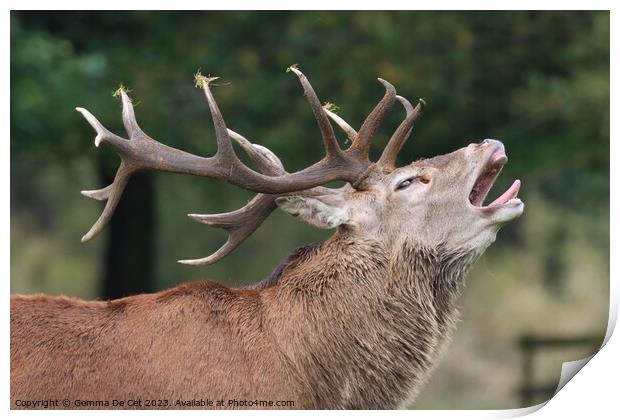 Roaring Red Deer Stag, Tatton Park Print by Gemma De Cet