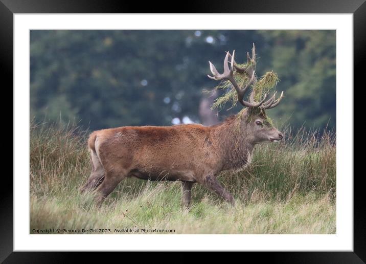 A red deer stag, Tatton Park Framed Mounted Print by Gemma De Cet