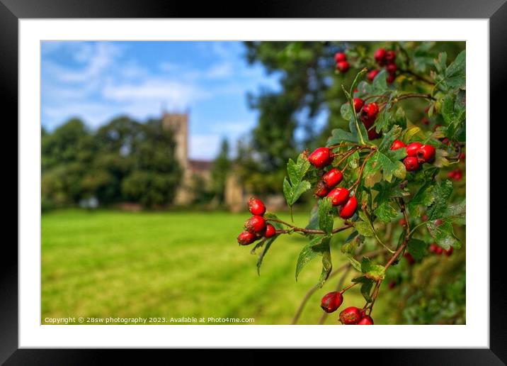 Beauty of Berries. Framed Mounted Print by 28sw photography