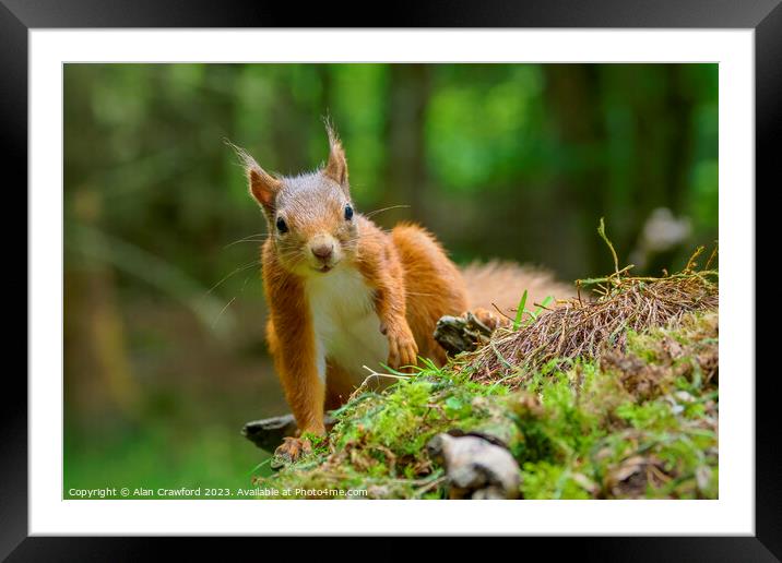 Red squirrel Framed Mounted Print by Alan Crawford