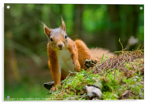 Red squirrel Acrylic by Alan Crawford