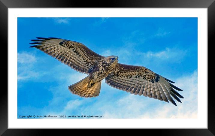 common buzzard  Framed Mounted Print by Tom McPherson