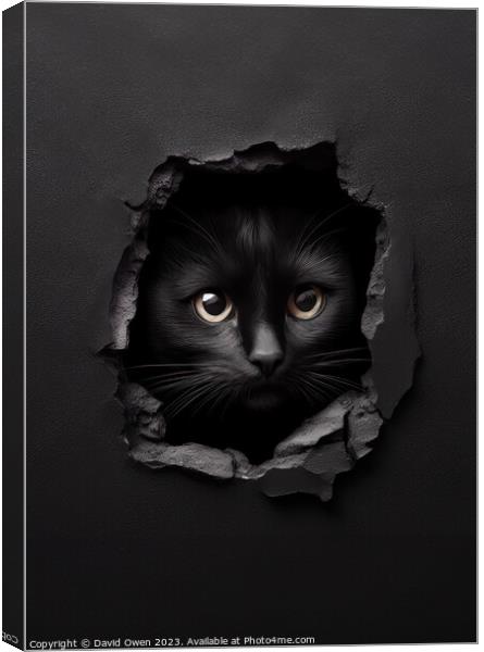 Cat peeking Canvas Print by David Owen