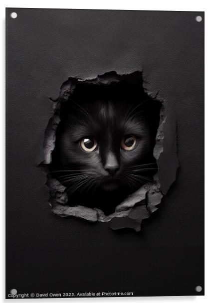 Cat peeking Acrylic by David Owen