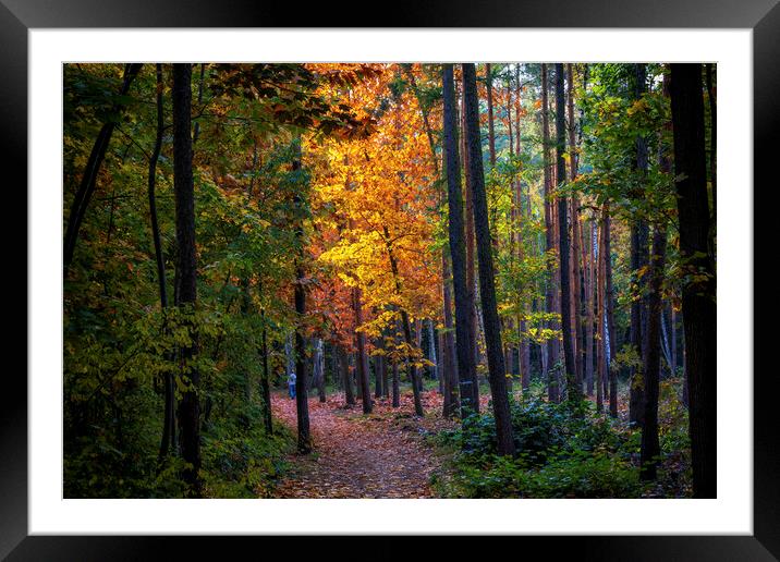 Mixed Forest Autumn Scenery At Sunset Framed Mounted Print by Artur Bogacki