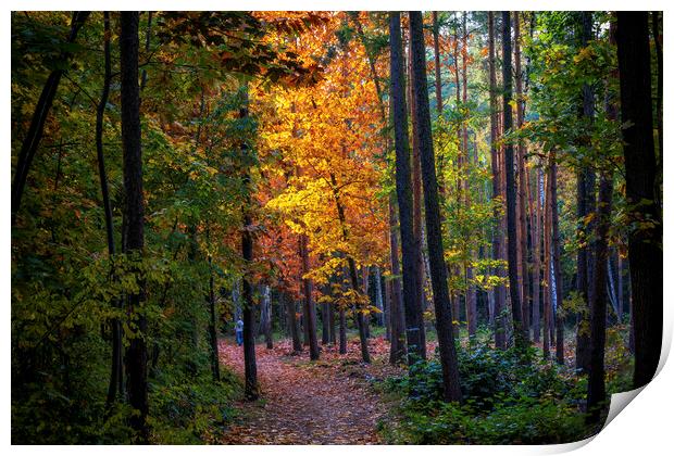 Mixed Forest Autumn Scenery At Sunset Print by Artur Bogacki