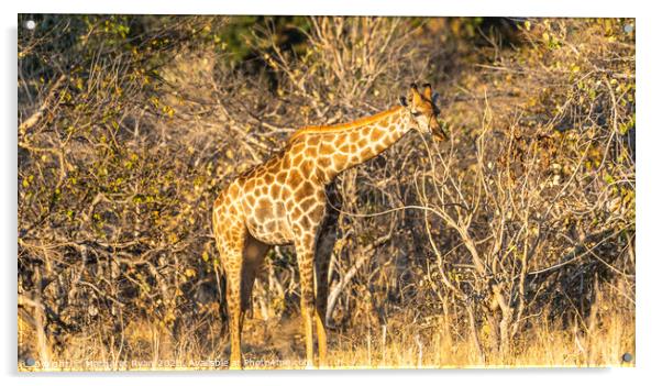 Southern Giraffe Acrylic by Margaret Ryan