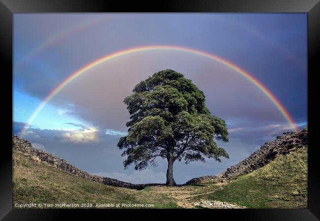 Rainbow over Sycamore Gap (The Robin Hood Tree) Framed Print by Tom McPherson