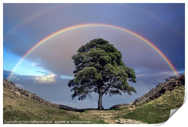 Rainbow over Sycamore Gap (The Robin Hood Tree) Print by Tom McPherson