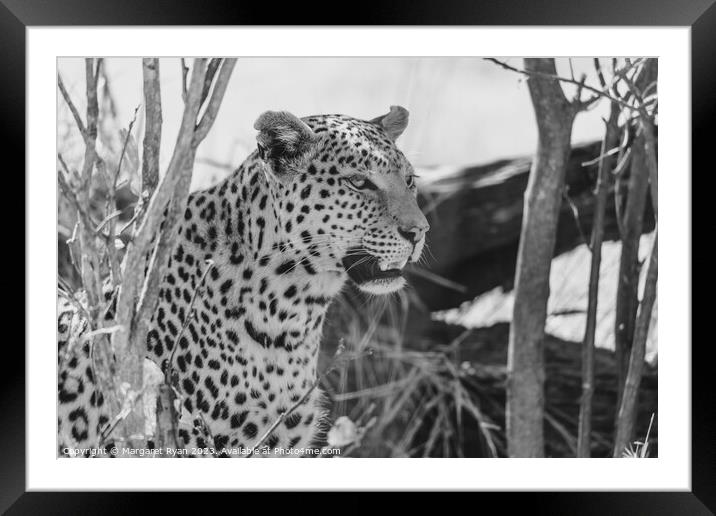 African Leopard Framed Mounted Print by Margaret Ryan