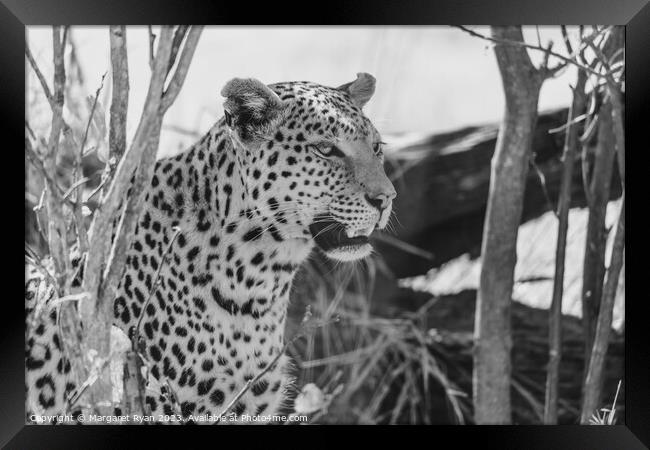 African Leopard Framed Print by Margaret Ryan