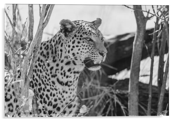 African Leopard Acrylic by Margaret Ryan