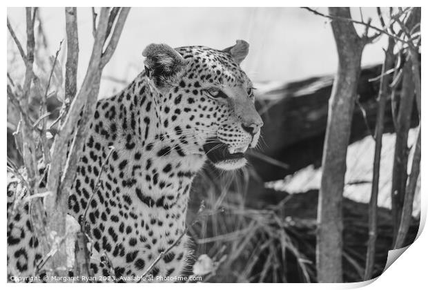 African Leopard Print by Margaret Ryan