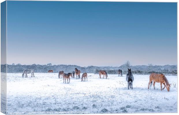 Winter's Grace: Horses Grazing in the Snow Canvas Print by Stephen Young