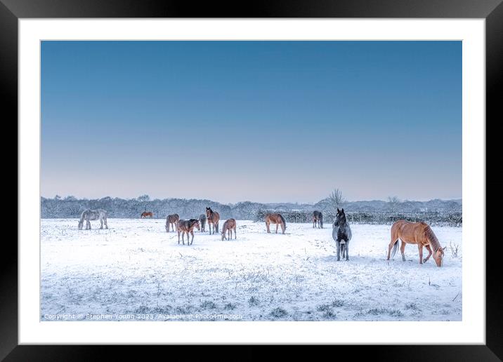 Winter's Grace: Horses Grazing in the Snow Framed Mounted Print by Stephen Young